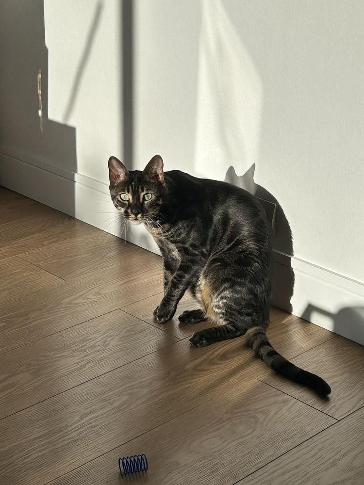 Chat bengal  500 94300 Vincennes