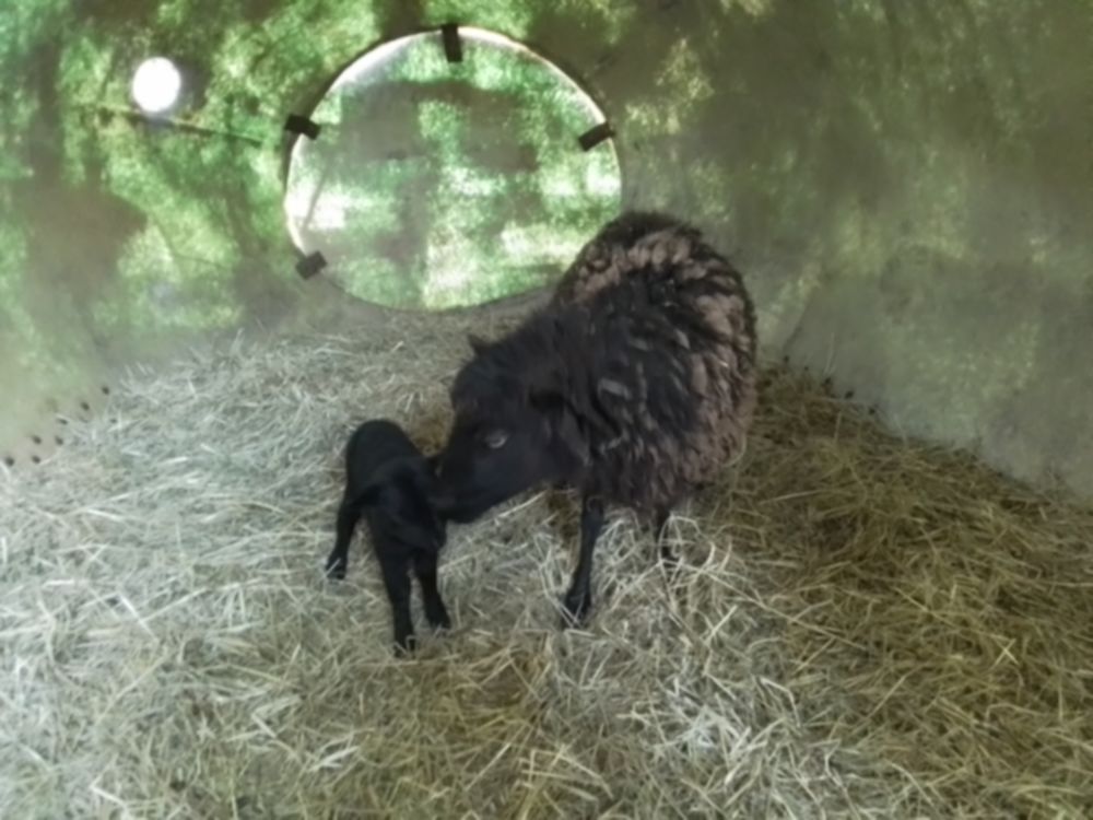 brebis ouessant 110 55110 Gesnes-en-argonne