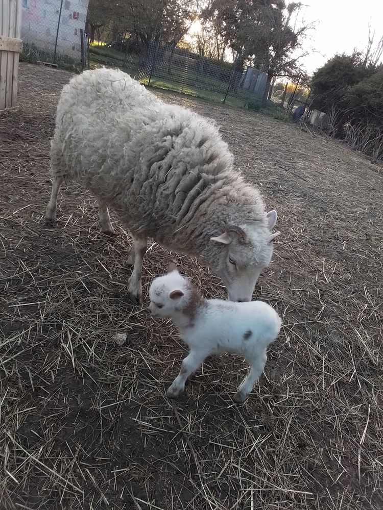 brebis ouessant 110 55110 Gesnes-en-argonne