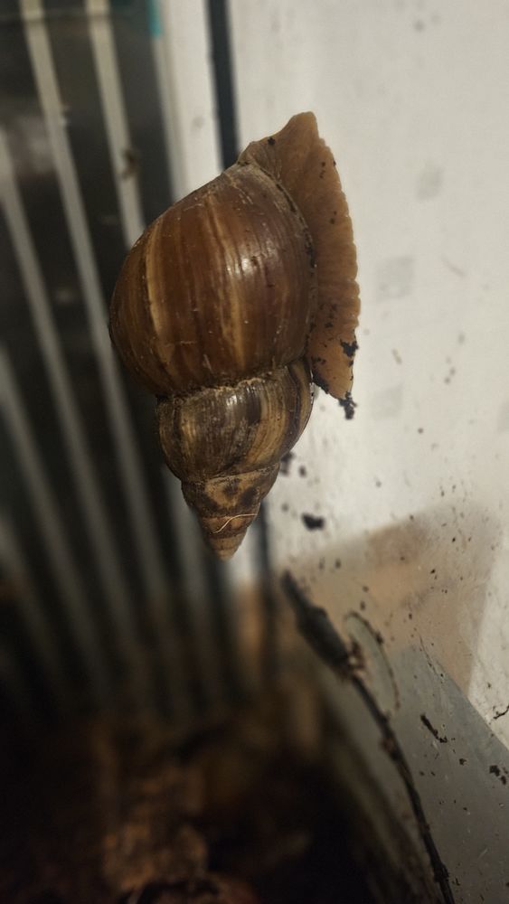 Escargot geant d'Afrique 5 57160 Moulins-l�s-metz