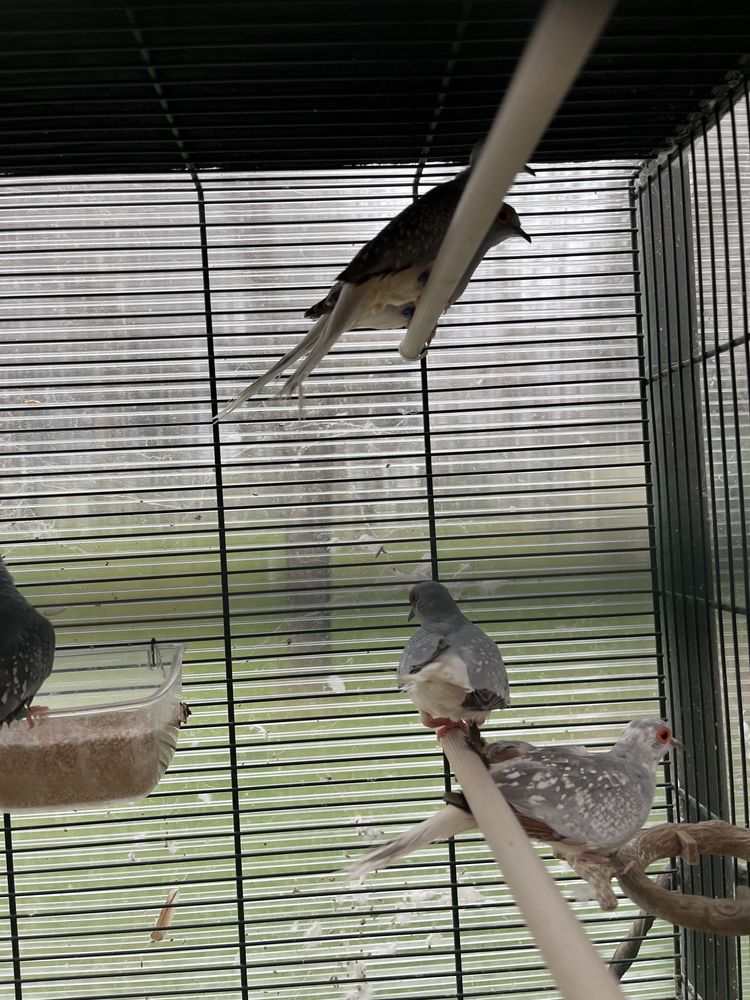 Colombe diamant argent&eacute; bagu&eacute;es 15 19410 Perpezac-le-noir