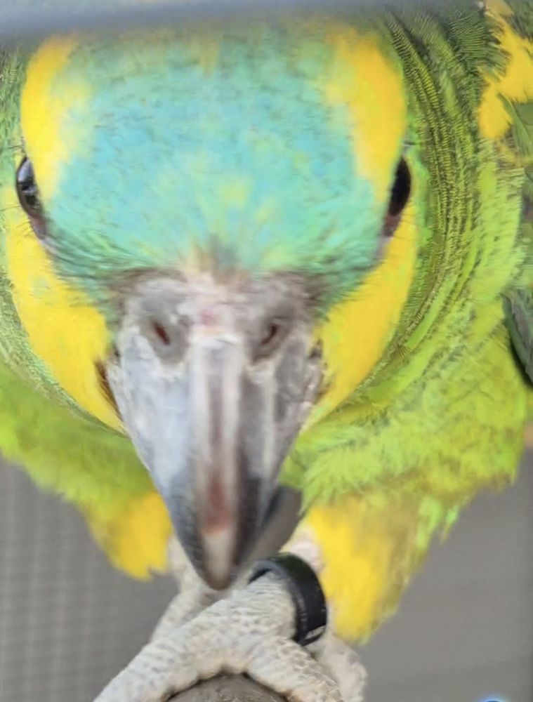 RECUEILLE PERROQUET & PERRUCHE 0 40090 Saint-avit