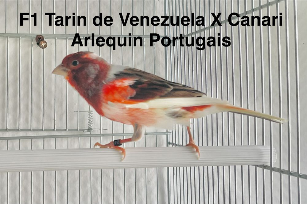 Tr&egrave;s Beaux Oiseaux Super Chanteur F2 Tarin De Venezuela 2025 90 94450 Limeil-br�vannes