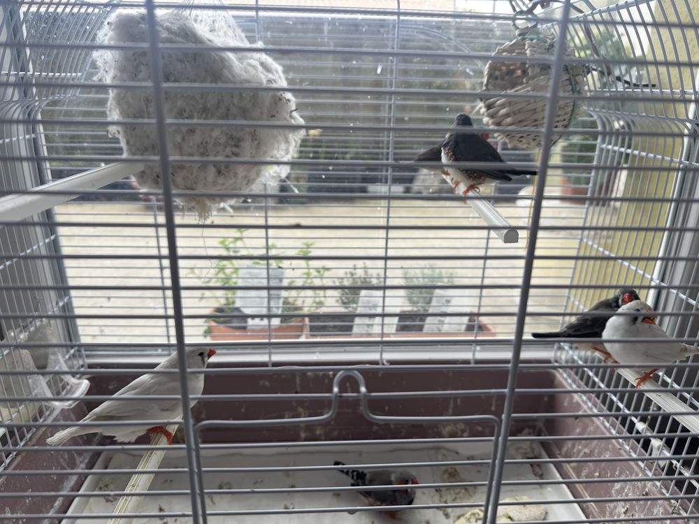 Oiseau mandarin 5 33700 M�rignac