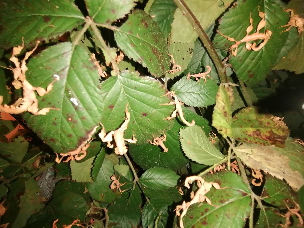 Phasmes scorpion male ou femelle  L3 L4 3 60240 Loconville