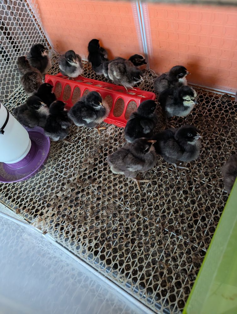 Poussins 4 39110 Salins-les-bains