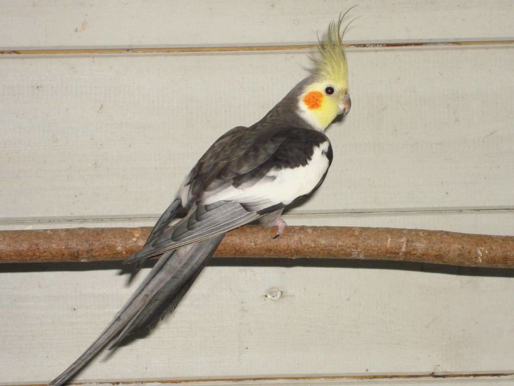 Perruche callopsitte m&acirc;le
35 02100 Saint-quentin