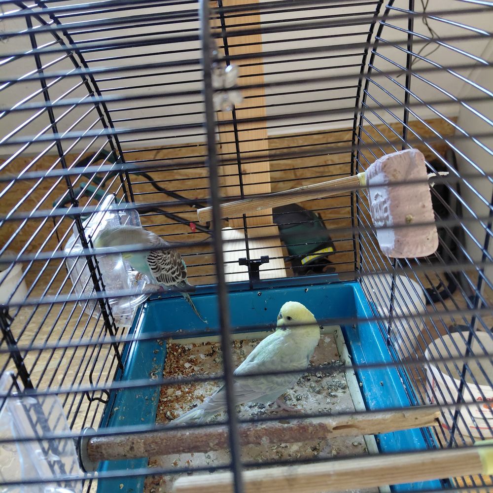 Couple de perruche ondul&eacute;e 12 67470 Mothern