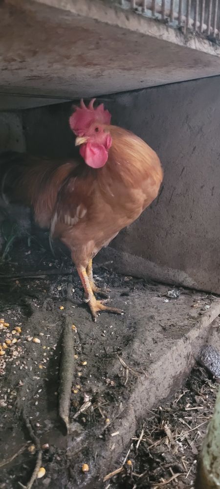 3 tr&egrave;s beau coqs 10 56120 Gu�gon