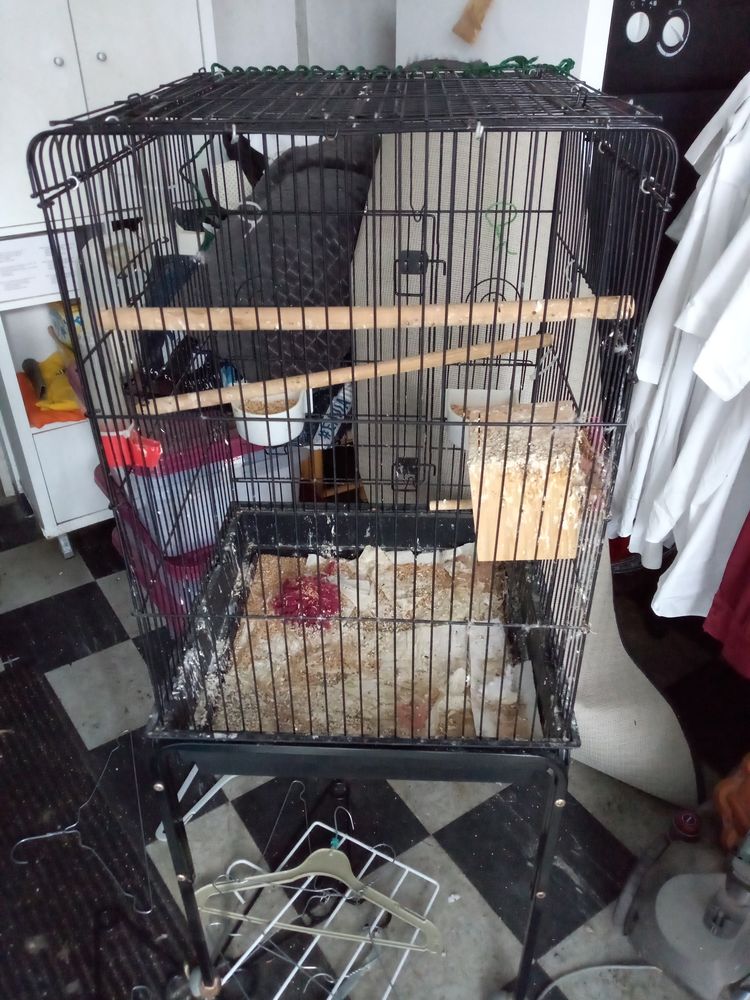  cage oiseau 30 85550 La barre-de-monts