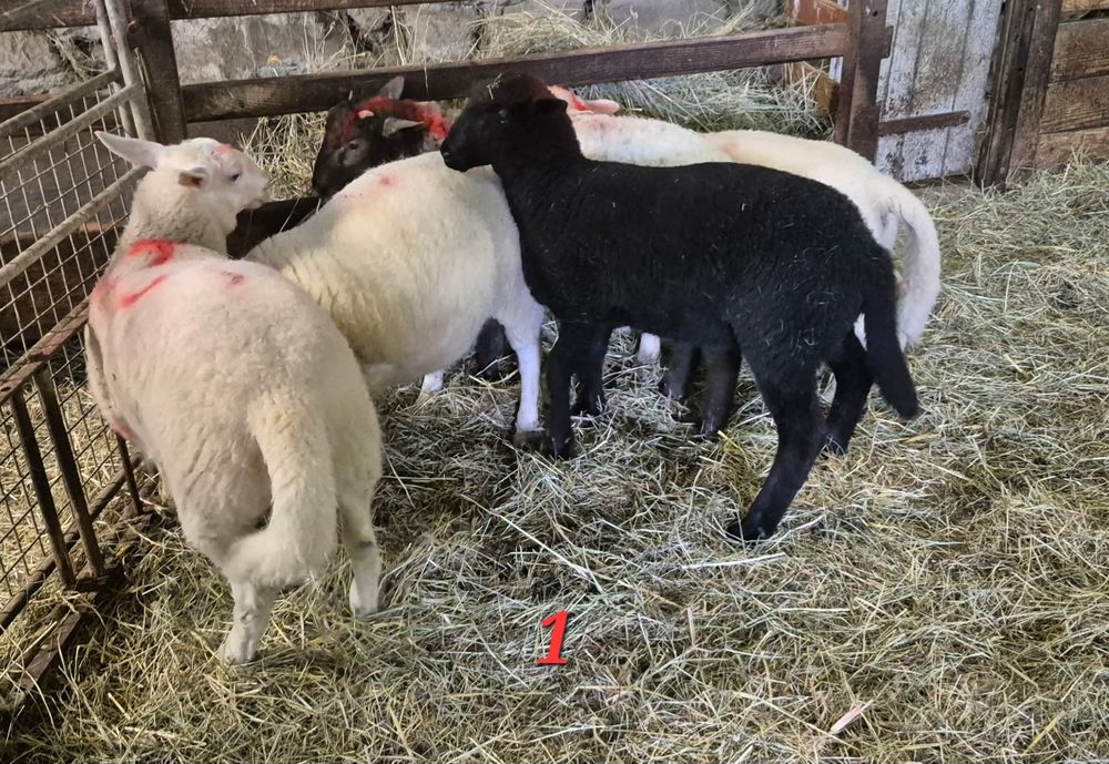 Agneaux 1 87120 Rempnat