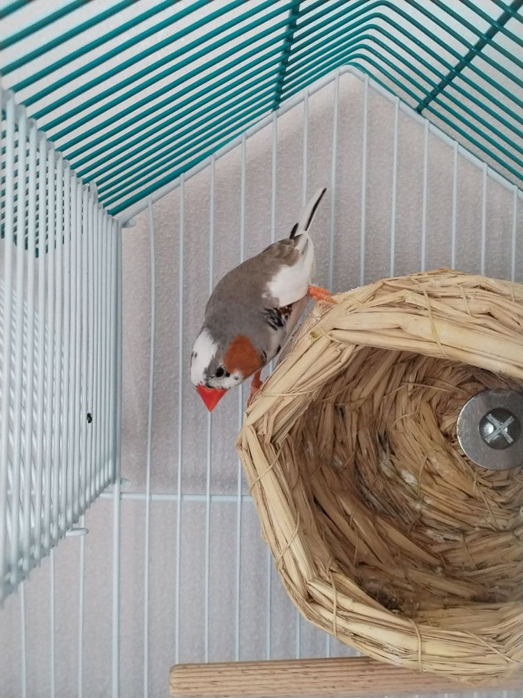 Diamants mandarin 15 77190 Dammarie-les-lys