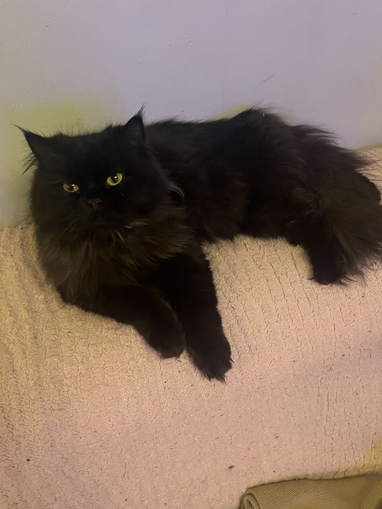 Persan pour saillies 200 50700 Valognes