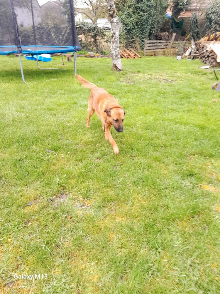 Malinois crois&eacute; drathar 0 52400 Bourbonne-les-bains