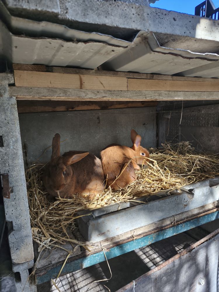 Lapin fermier 20 44600 Saint-nazaire