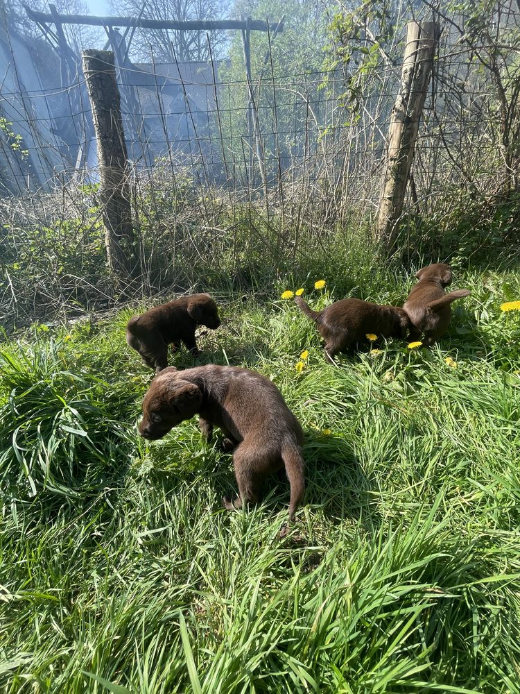 CHIOTS LABRADOR CHOCOLAT 600 56350 Saint-jean-la-poterie
