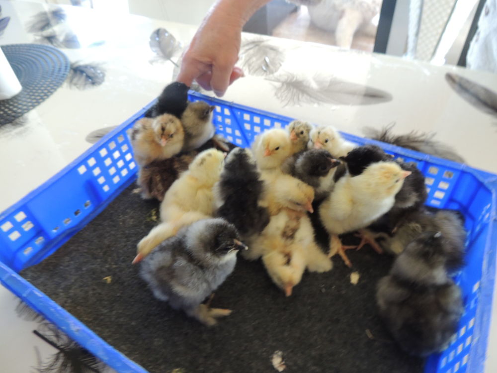 poussins ?uf Brahma 8 59000 Lille