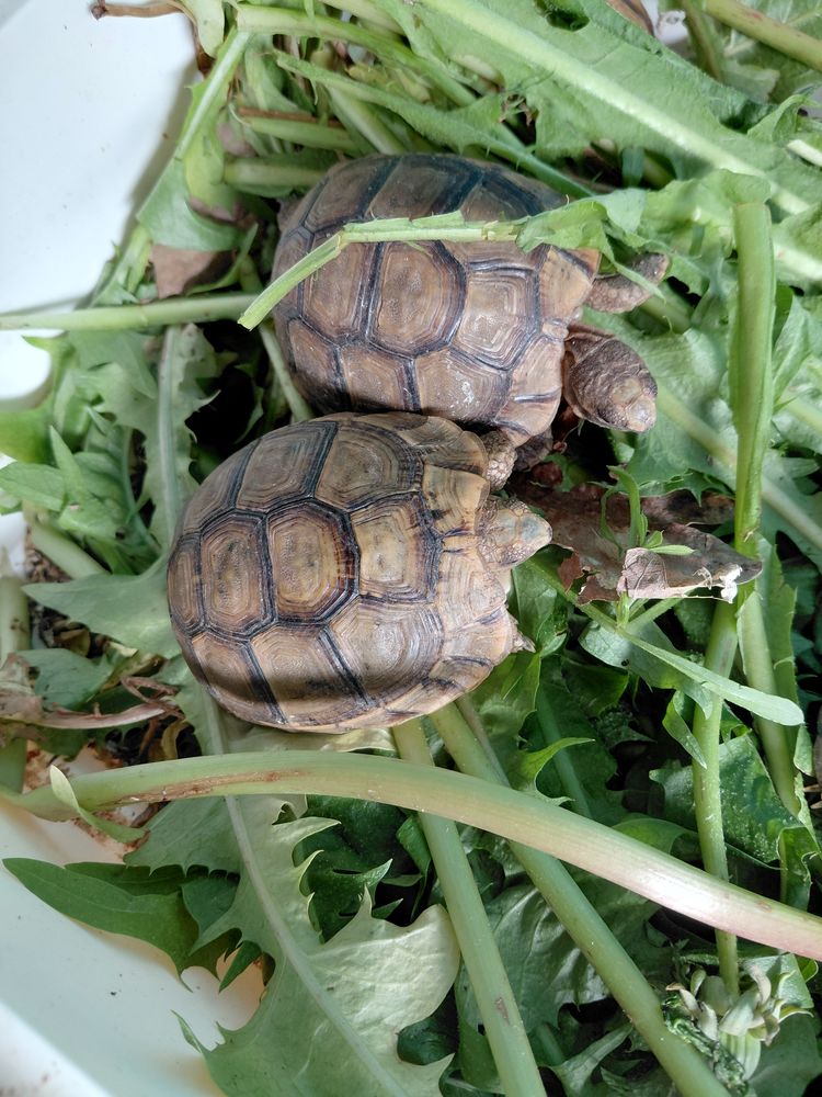 Tortue ? 1 76610 Le havre