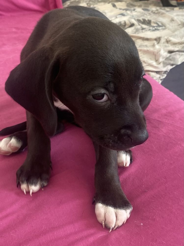 Don de chiots 0 92160 Antony