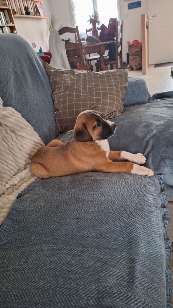 Chiots kangal crois&eacute; patou st Bernard a l'adoption 0 81400 Carmaux