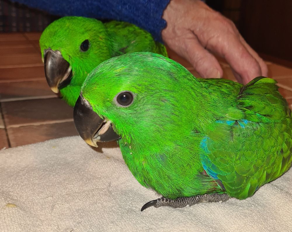 Perroquets eclectus &eacute;lev&eacute;s main 500 40110 Arengosse