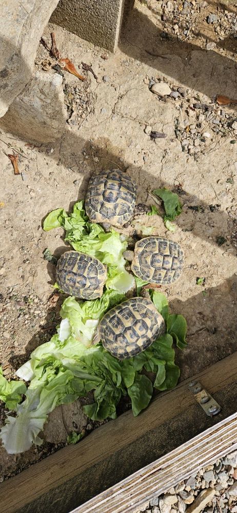 Tortues de terre 45 34500 B�ziers