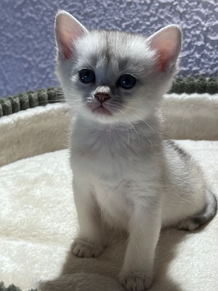 Chatons Burmilla ? Race rare et exceptionnelle 1200 57445 R�ding