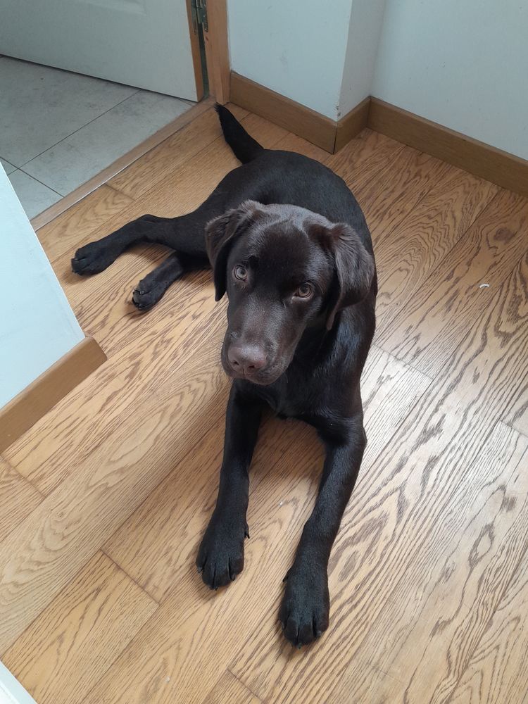 Labrador chocolat 0 59553 Esquerchin