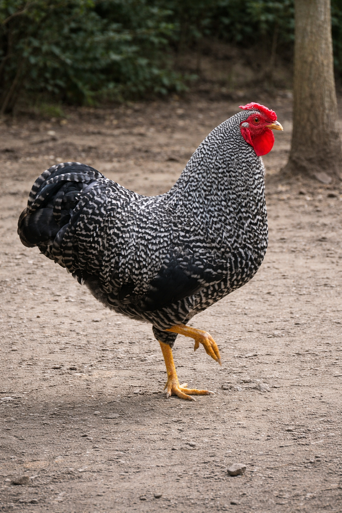 Wyandotte coq barr&eacute; rare 30 34750 Villeneuve-l�s-maguelone