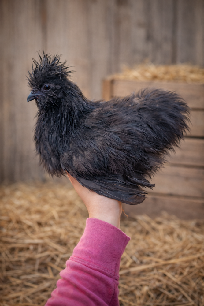 Poules de Soie 25 34750 Villeneuve-l�s-maguelone