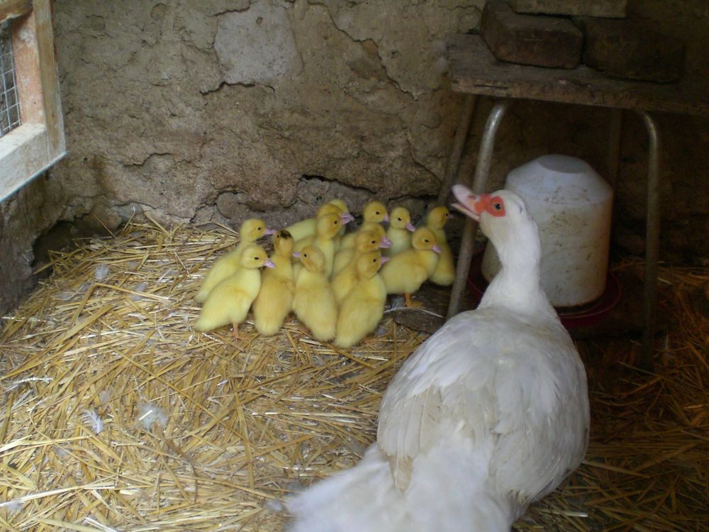 Caneton canard de barbarie 6 26400 Grane