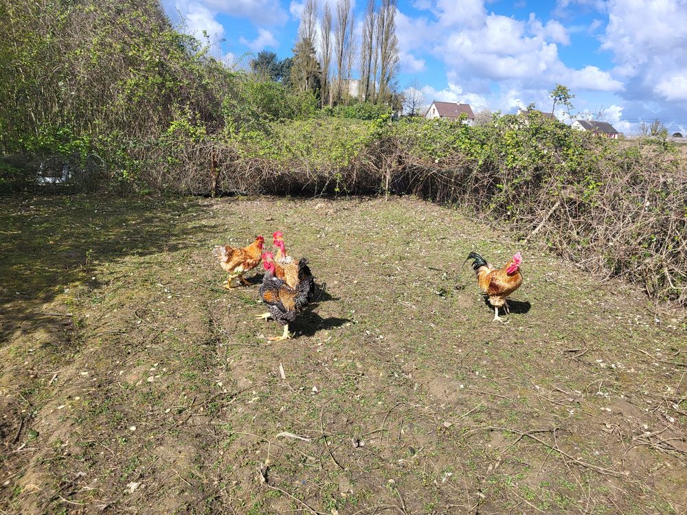 Coq 15 77120 Coulommiers