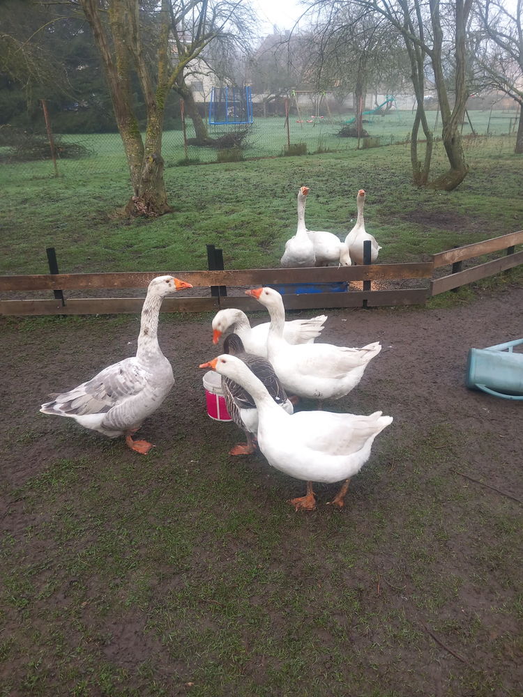 oies 40 08000 Les ayvelles