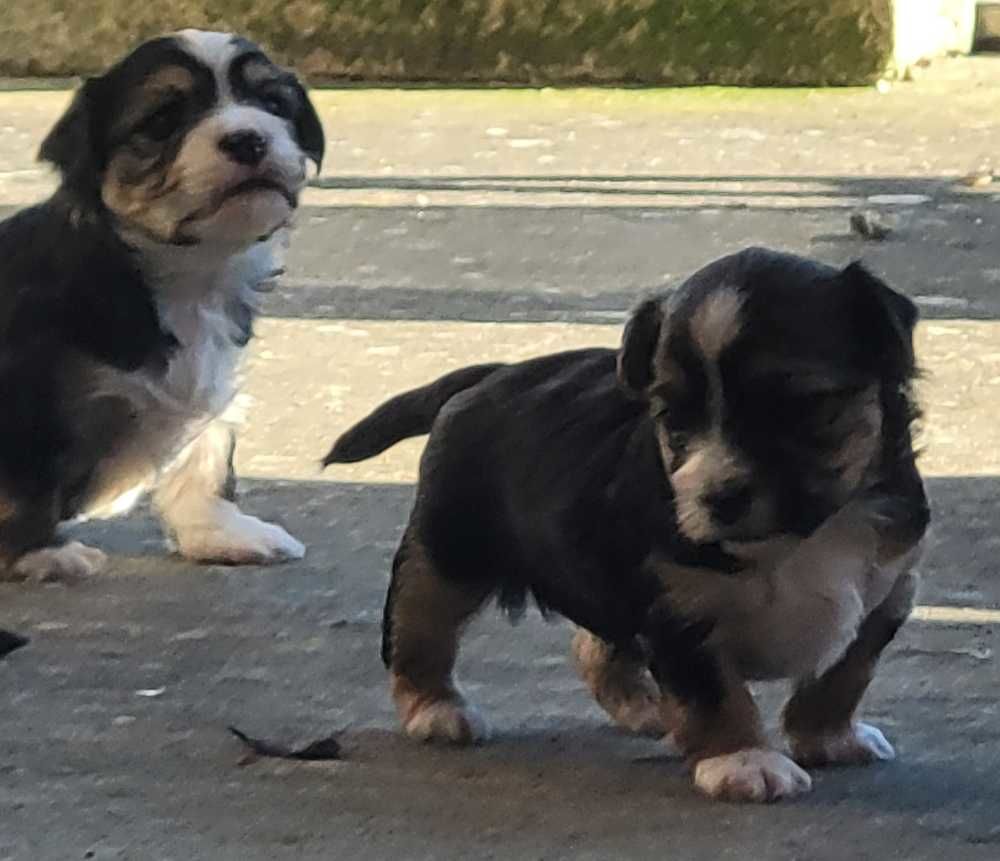 &Agrave; r&eacute;server chiots Morkys ? &eacute;levage familial 1000 31100 Toulouse
