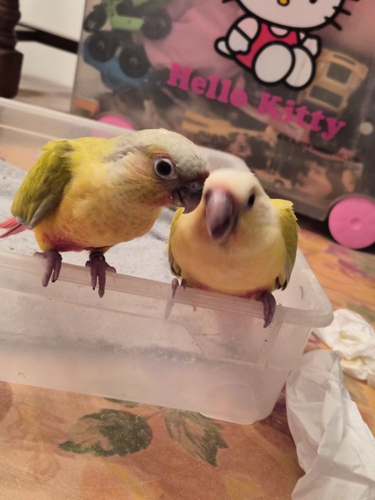 oiseaux pyrrhura eam 300 13180 Gignac-la-nerthe