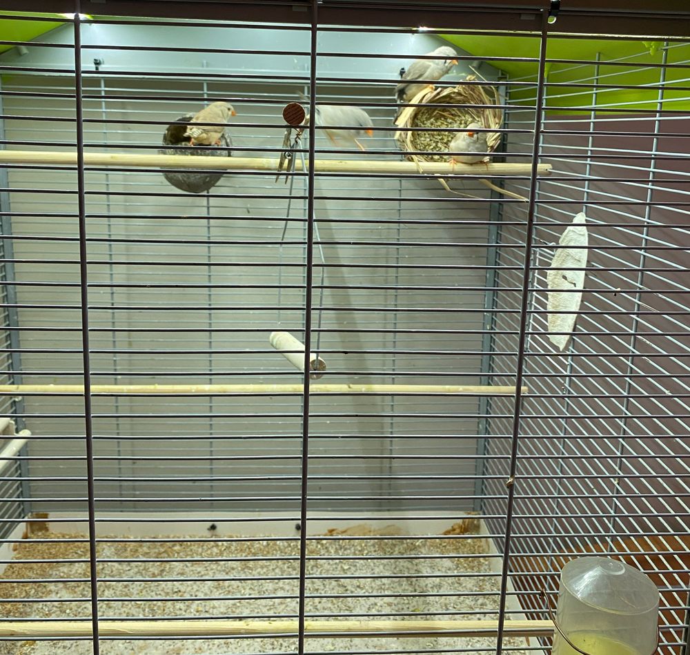 Mandarins femelles &agrave; la recherche d une famille 50 57600 Forbach