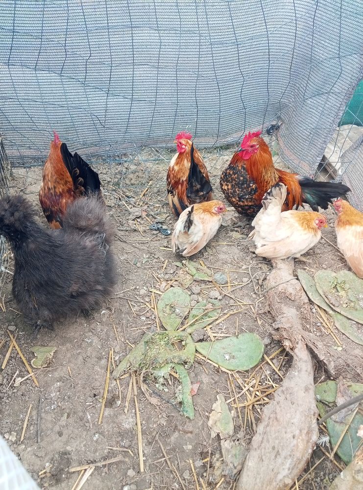 Seramas us 80 82100 Lafitte