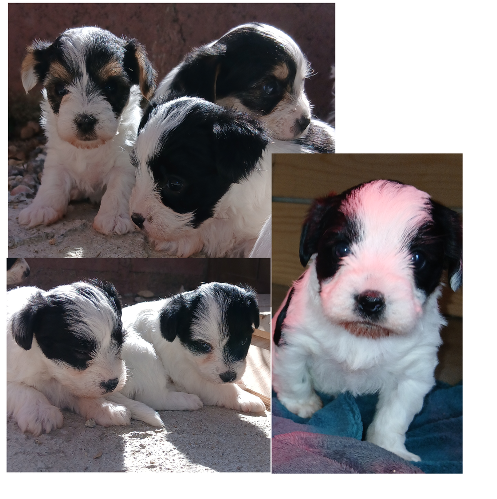  4 BB YORK BIEWER 1200 36220 Martizay