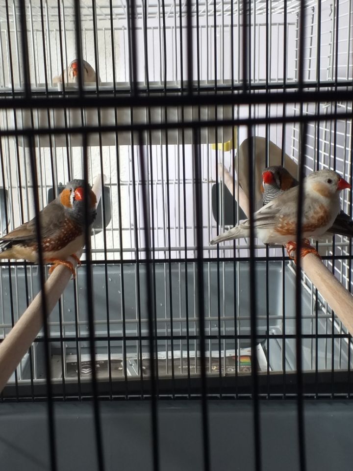 Mandarins m&agrave;&cent;les. 5 86220 Les ormes