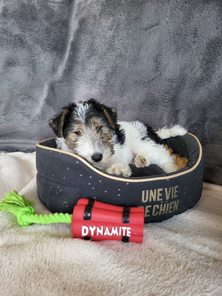 Chiot fox terrier 1300 57340 Haboudange