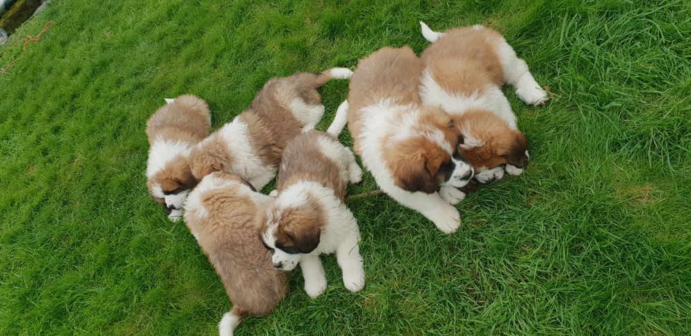 chiots saint bernard crois&eacute; cairn terrier 600 50600 Saint-hilaire-du-harcou�t