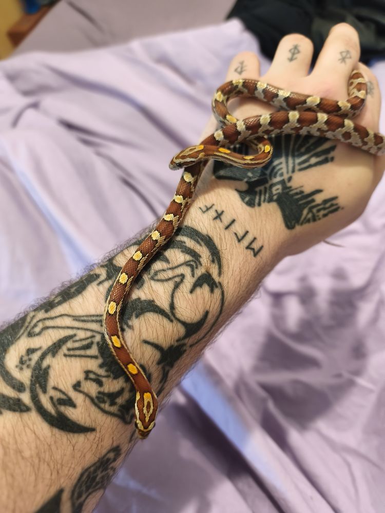 Serpent des bl&eacute;s / Pantherophis Guttatus Rouen 50 76100 Rouen