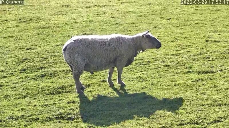 Affaire : tres beau b&eacute;lier sur pattes pour A&iuml;d
160 01140 Saint-didier-sur-chalaronne