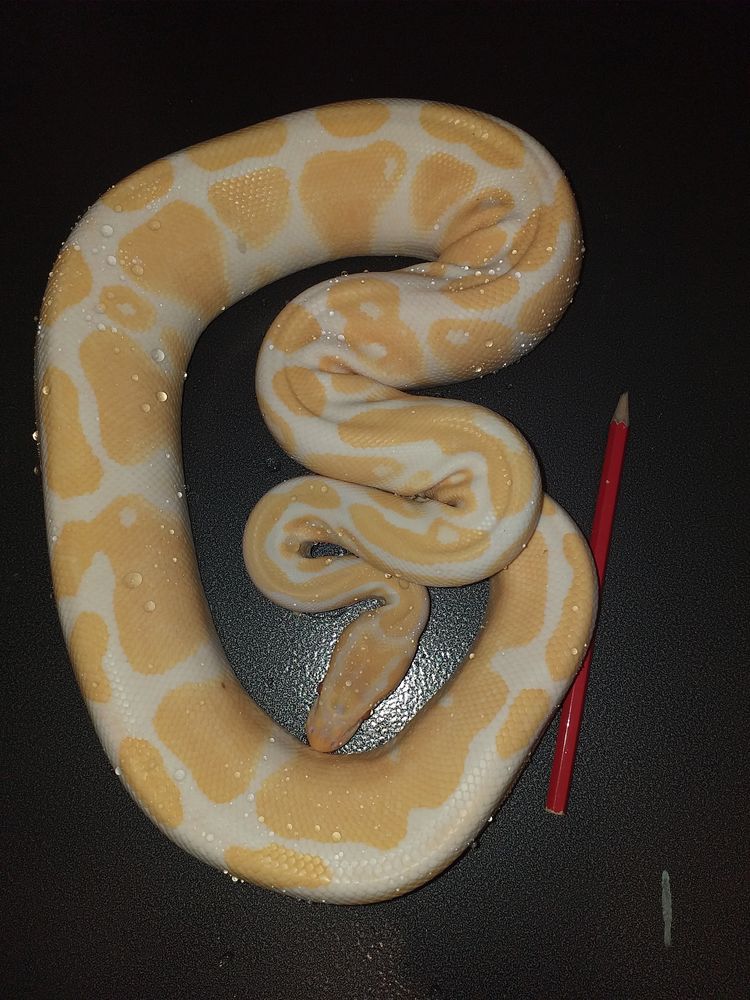 Python regius albinos 100 91540 Mennecy