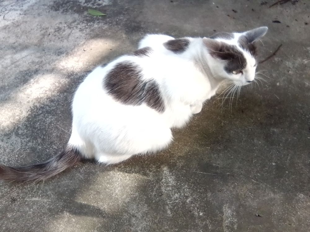 PERDU CHATTE GRISE ET BLANCHE 0 79000 Niort