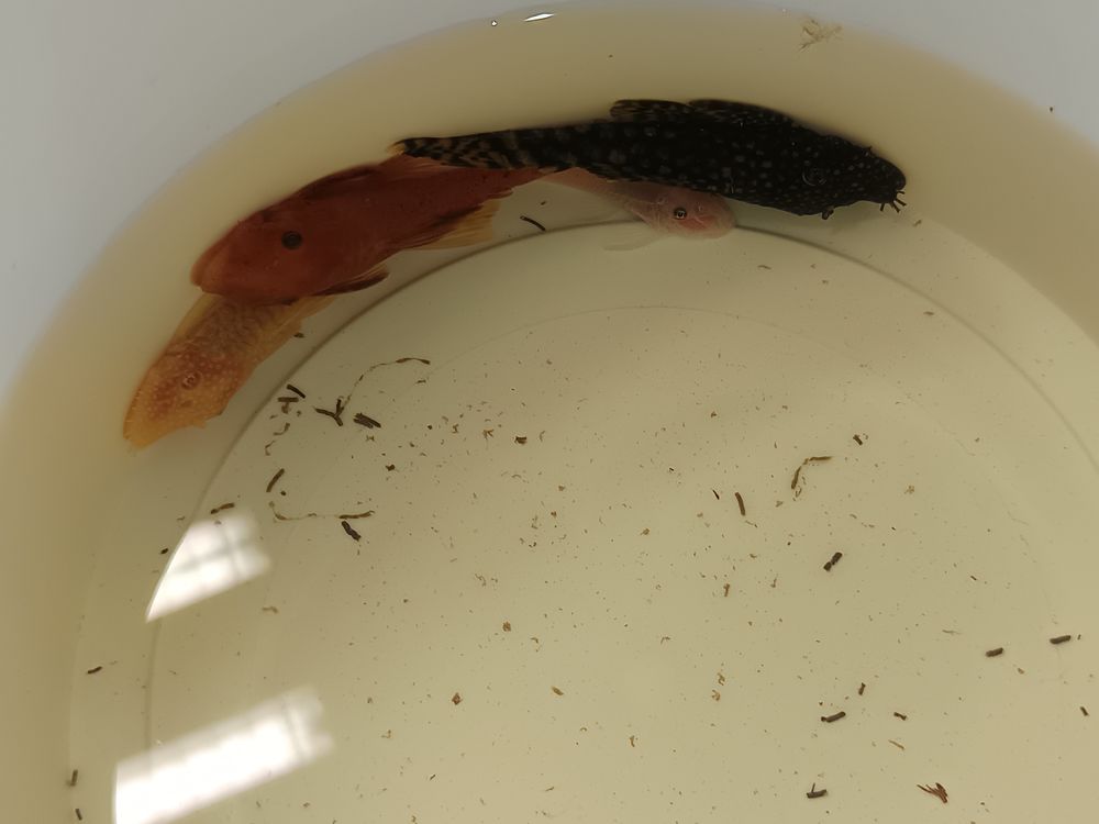 Ancistrus 10 94380 Bonneuil-sur-marne