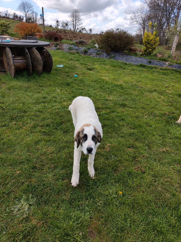 Chiot 600 87380 Saint-germain-les-belles