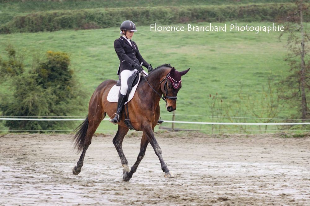 Top cheval dressage (St George mini &agrave; terme) 0 38160 Saint-antoine-l'abbaye