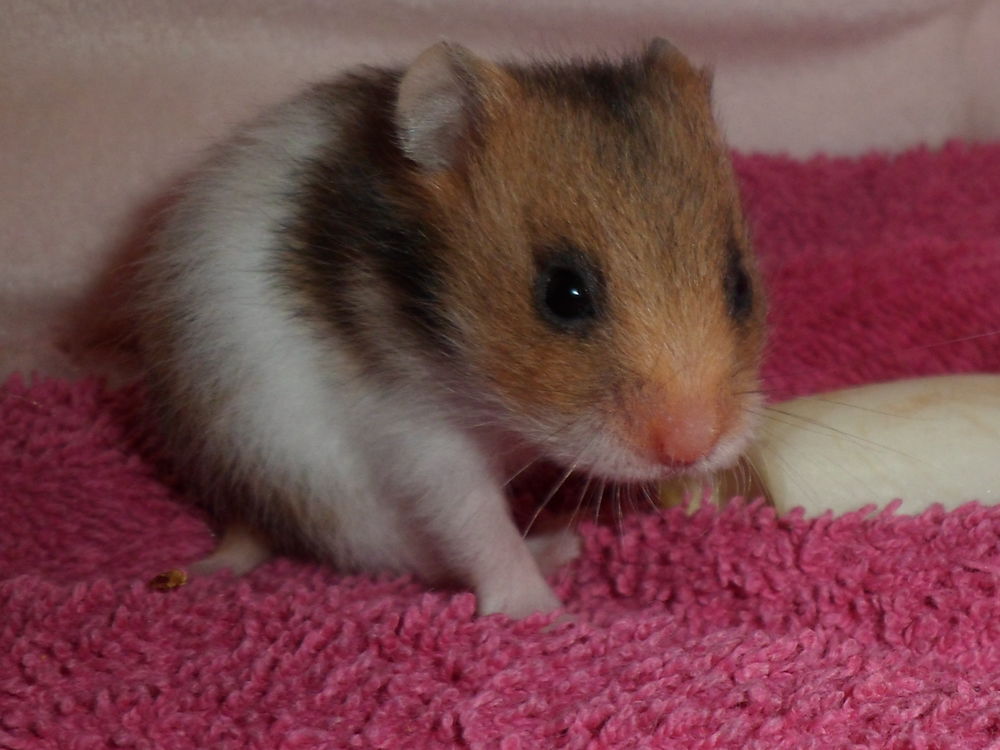 B&eacute;b&eacute;s hamsters syriens 15 45140 Saint-jean-de-la-ruelle