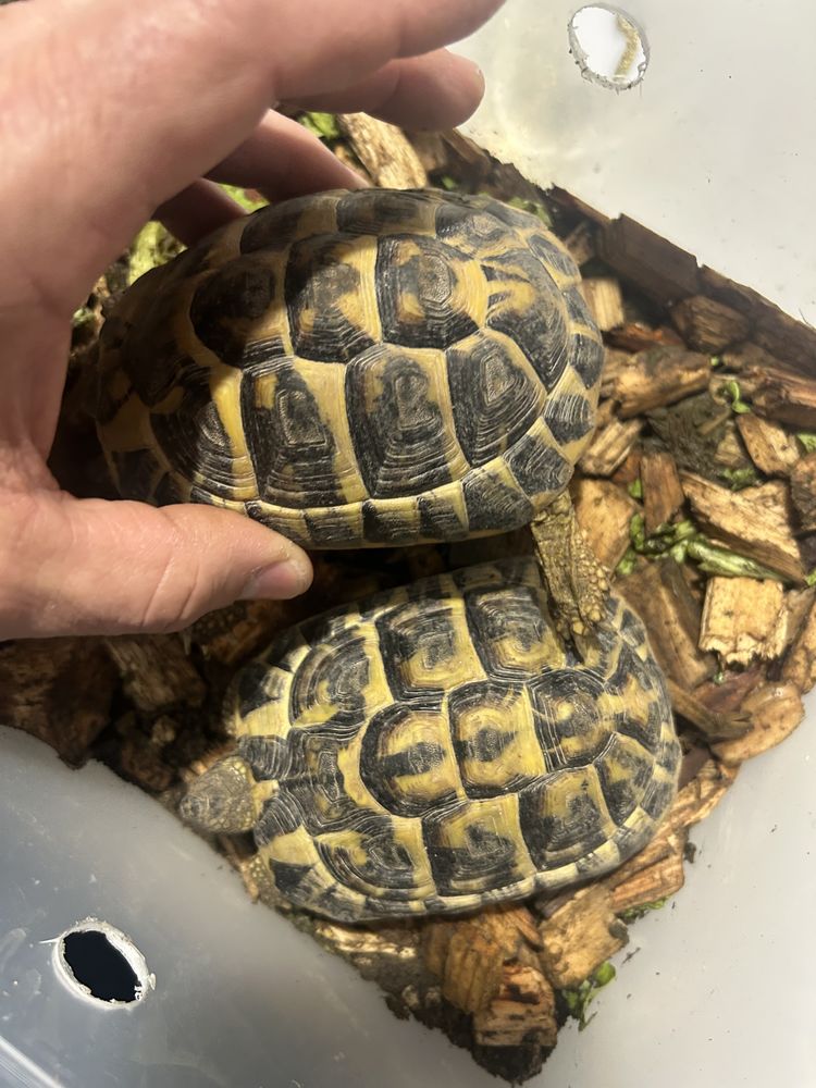 Tortues terrestres femelles 200 30000 N�mes